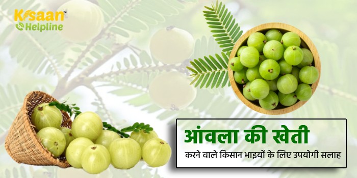 आंवला की खेती करने वाले किसान भाइयों के लिए उपयोगी सलाह